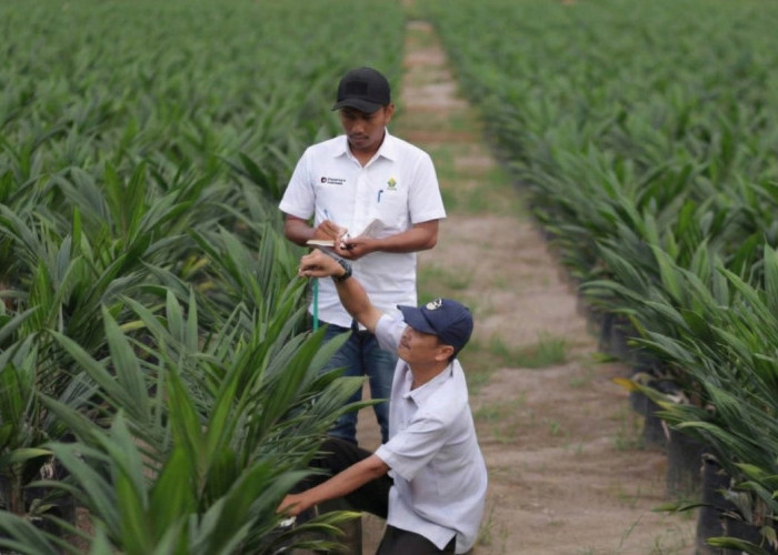 PTPN IV PalmCo Percepat Distribusi Bibit Sawit Unggul untuk Tingkatkan Produktivitas Petani