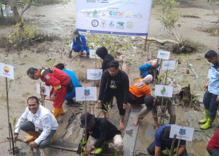 Peringati Hari Lingkungan Hidup Internasional 2024, SKK Migas-PetroChina Tanam 35.000 Bibit Mangrove di TANJAB