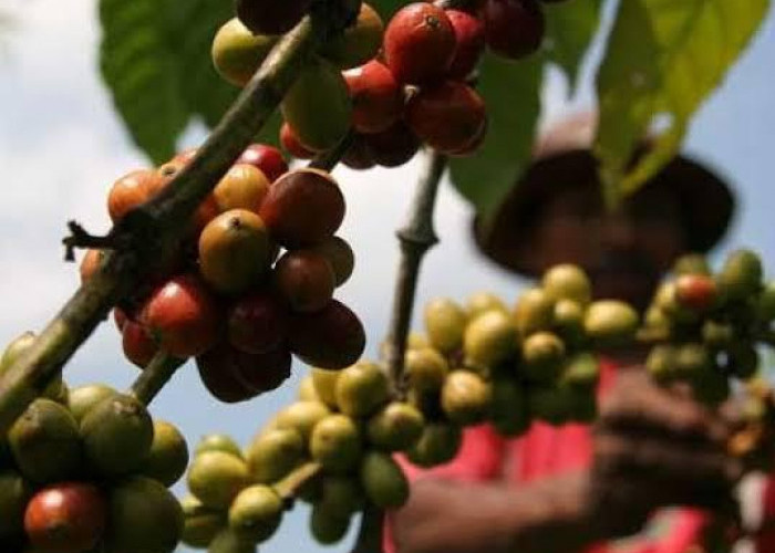  Bukan Arabika atau Robusta, Ini Kopi Khas Tanjab Barat yang Tumbuh di Lahan Gambut