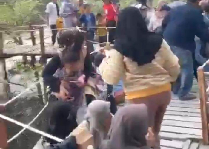 Waduh !! Jembatan Wisata Mangrove Nyaris Roboh, Pengunjung Histeris 