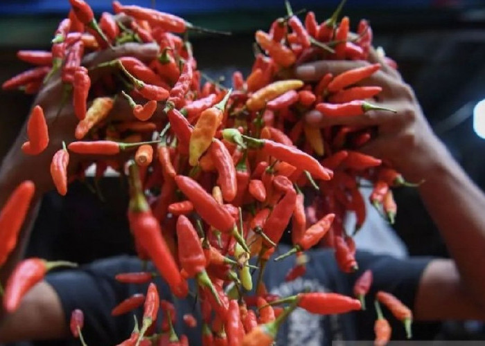 Ada Satu Komoditas Pangan Mencuri Perhatian karena Mengalami Kenaikan di Sarolangun 