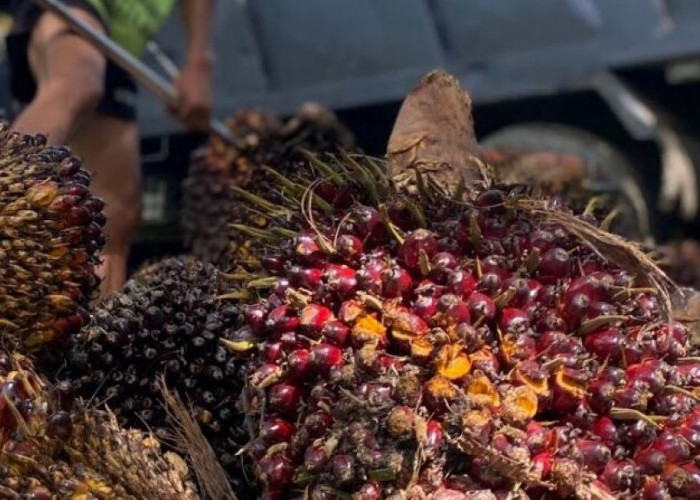  Kabar Baik Komoditas Jambi Pekan Ini! Harga Karet Stagnan, Harga TBS Kelapa Sawit Jambi Merangkak Naik