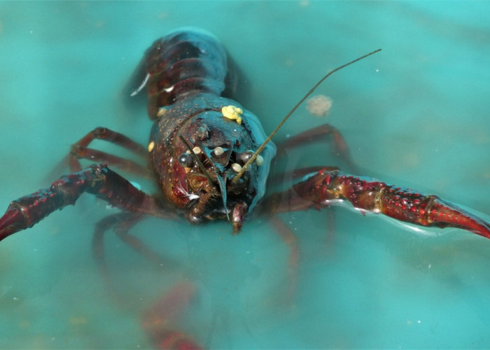 Polres Bungo Gagalkan Penyelundupan Benih Lobster, Satu Tersangka Diamankan