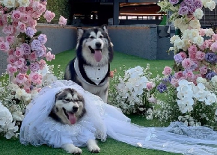 Viral! Mewahnya Pernikahan Anjing, Habiskan Biaya Rp200 Juta, Lengkap dengan Seserahan dan Prosesi Adat