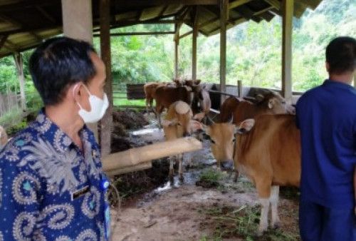 Kebutuhan Hewan Kurban Meningkat, Ini Penjelasan Dinas Peternakan Muarabungo