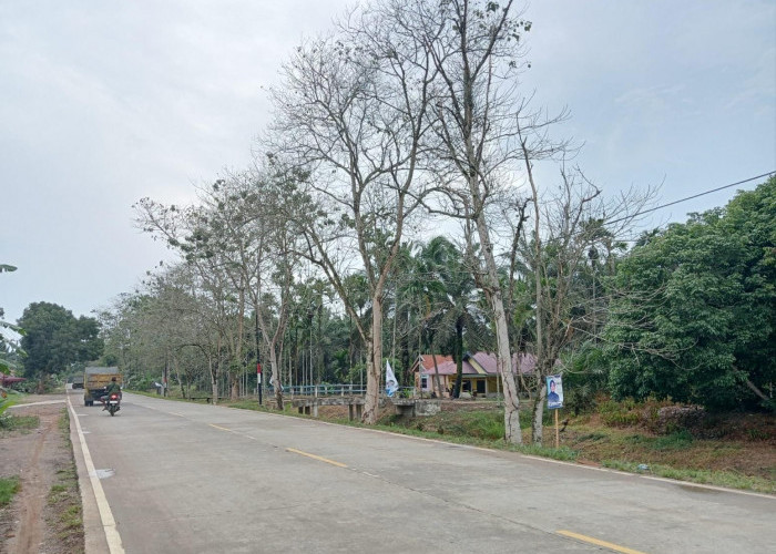 Pohon Besar yang Menjorok ke Badan Jalan Mengkhawatirkan Pengendara Jalan Lintas Jambi-Muarasabak