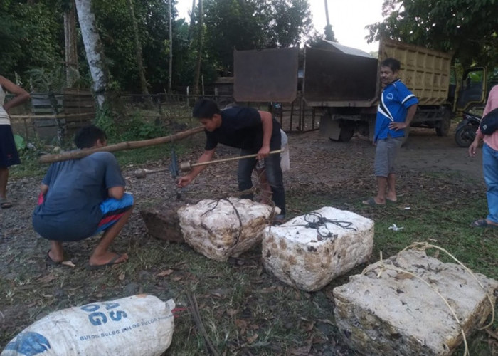 Petani Senyum, Harga Karet di Kabupaten Bungo Tembus Rp15.000 per Kilogram