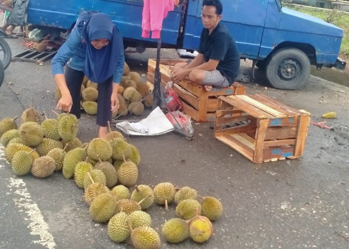 Nikmati Manisnya Aneka Durian Lokal Asal Bungo Saat Musim Durian, Ayo Intip Harganya