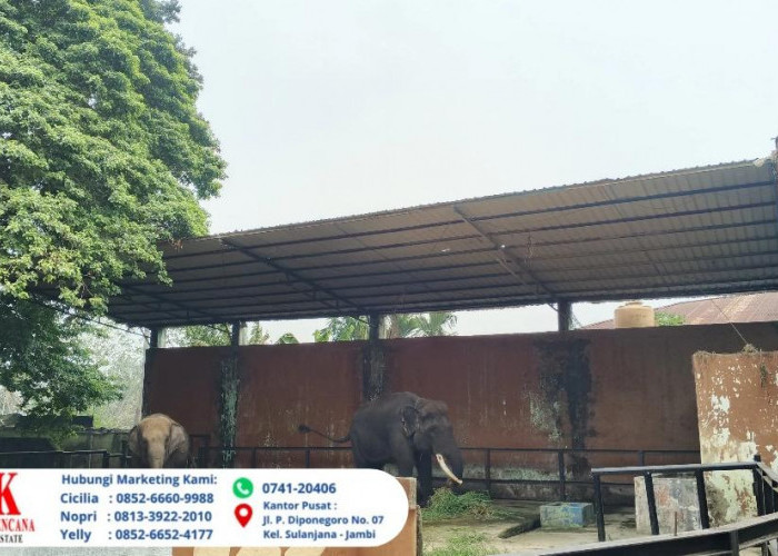 Asap Karhutla Mengancam Satwa, Gajah Di Taman Rimba Jambi Sempat Alami Gangguan Pernapasan