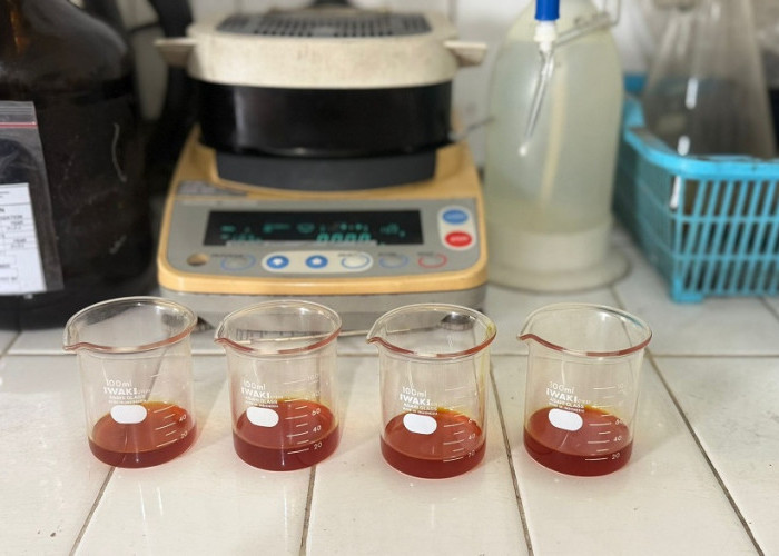 Penjualan CPO PTPN IV Regional IV Naik Signifikan, Tembus 56 Juta Kilogram!