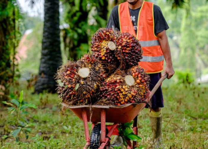 Produksi TBS Sawit PTPN IV Regional IV Lampaui Target RKAP 2026 Mencapai 116 Persen 