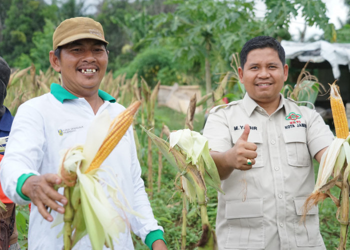 Muhammad Yasir Apresiasi Semangat Petani Saat Panen Raya Jagung di Kota Jambi
