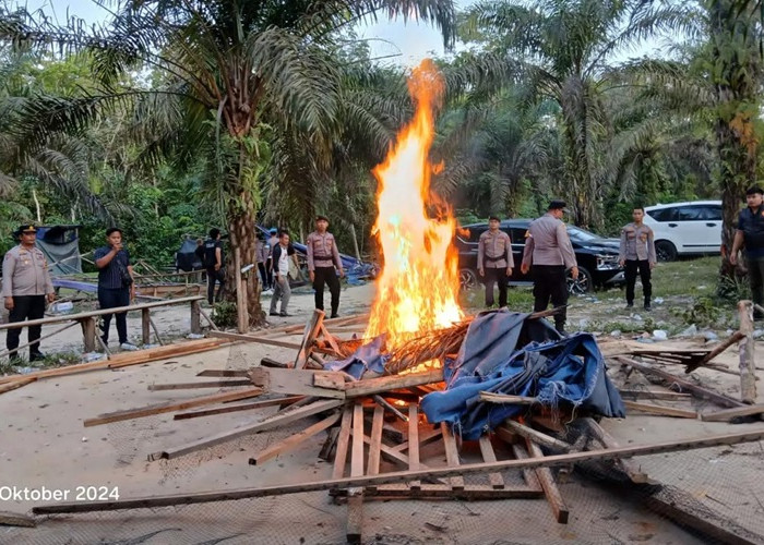 Gerebek Arena Sabung Ayam di Betara, Polisi Cuma Ketemu Senjata Tajam dan Bulu Ayam