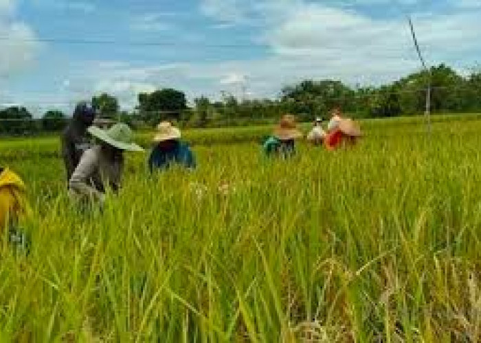 Bantuan Benih Padi untuk 3.371 Hektare Lahan di Tanjab Timur