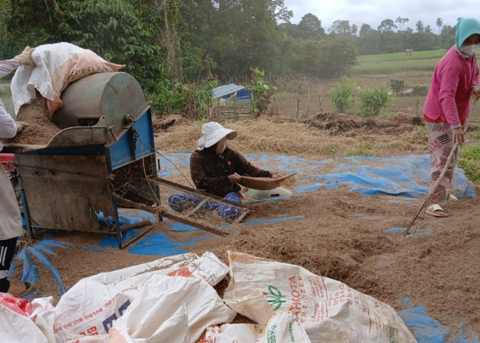 Petani di Aurgading Merugi Akibat Banjir, Panen Gabah dan Jagung Gagal Total Jelang Lebaran