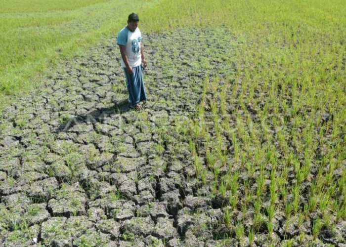 BMKG: Kemarau 2026 Lebih Kering dari Rata-Rata, PotensiTerparah dalam 30 Tahun?