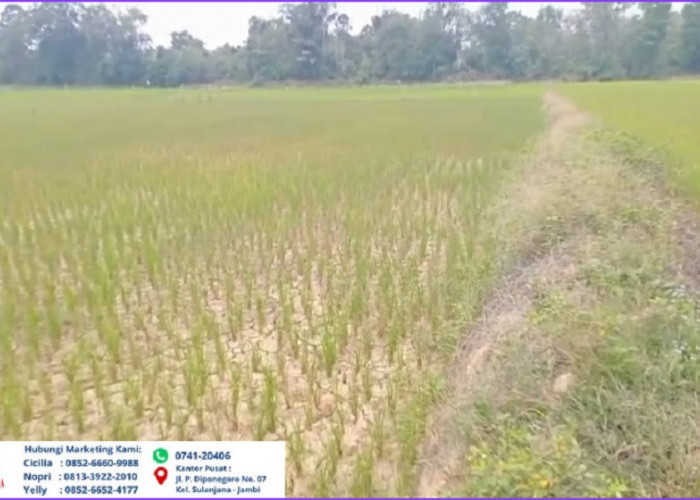 Imbas Kemarau Panjang, Ratusan Hektare Sawah di Tebo Gagal Panen