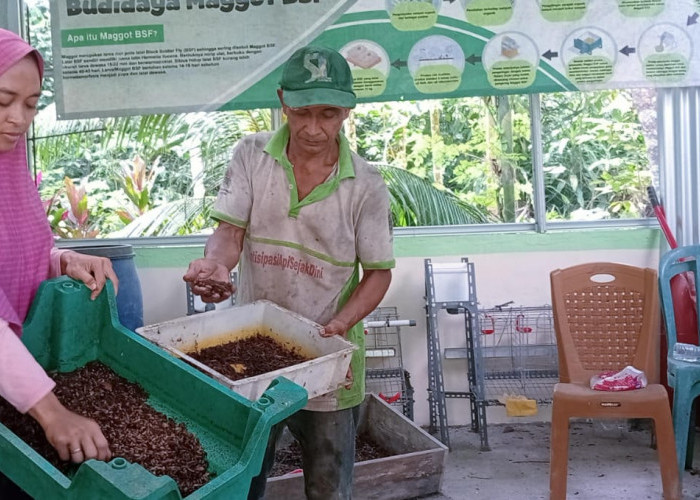   Budidaya Maggot di Tanjab Timur Mampu Kurangi Jumlah Sampah 