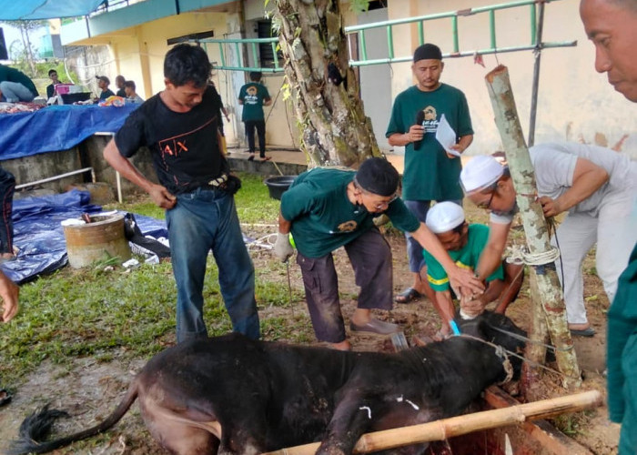 PTPN IV Regional IV Potong 7 Sapi 3 Kambing Kurban 
