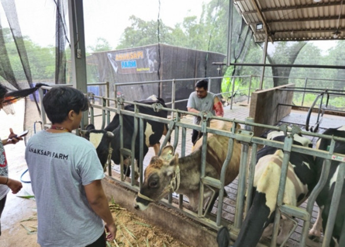 BRI Peduli Tingkatkan Kapasitas Peternak Sapi Perah di Malang Lewat Program Klaster Unggulan