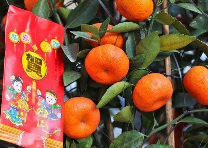 Tradisi Tionghoa,  Makan Jeruk Mandarin saat Imlek Bisa datangkan Keberuntungan, Hoki dan Cuan di Depan Mata 