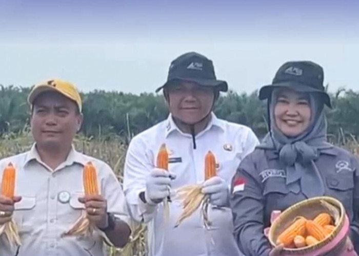 Sekda Muaro Jambi Hadiri Panen Raya Jagung Serentak Kuartal II di Kawasan PT Brahma Bina Bakti
