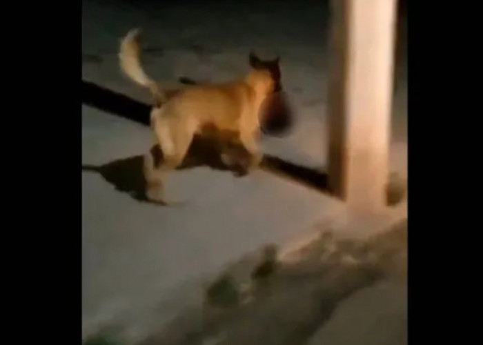 Viral Video Anjing Berlari Sambil Membawa Kepala Manusia