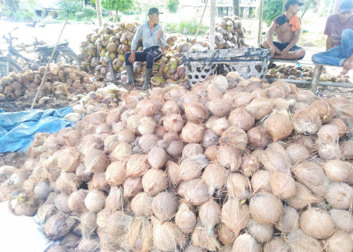   Pemkab Tanjabtim Dukung Hilirisasi Buah Kelapa, Sampaikan Usaulan ke Bappenas