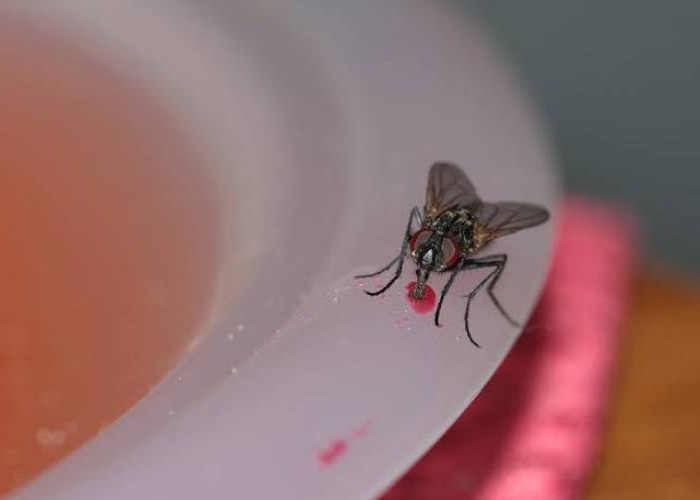 Makanan Dihinggapi Lalat? Jangan Dimakan ya, Banyak Bakteri Berbahaya 