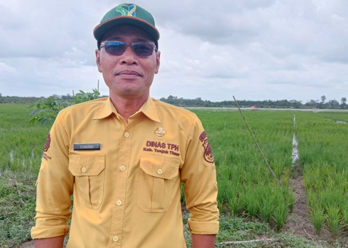 Varietas Benih Padi Unggulan Tanjab Timur Siap Dilaunching dan Dilepas Kementerian Pertanian