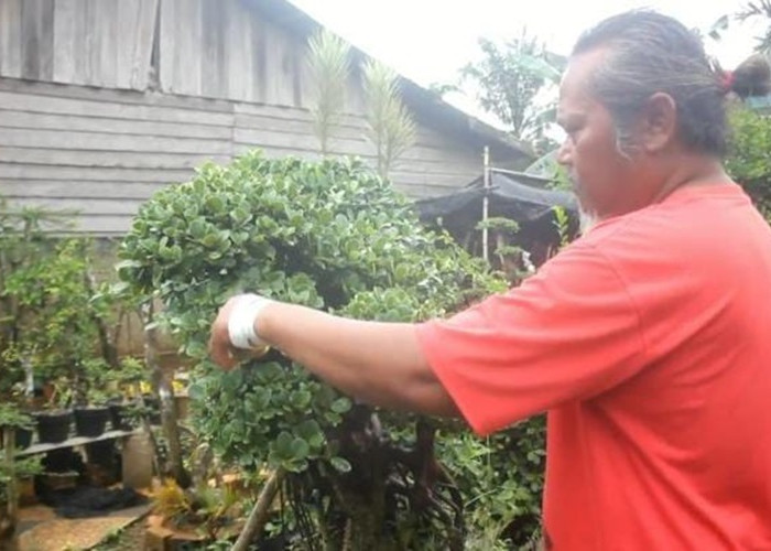 Masih Diminati, Bisnis Tanaman Bonsai Masih Menjanjikan di Tanjab Timur