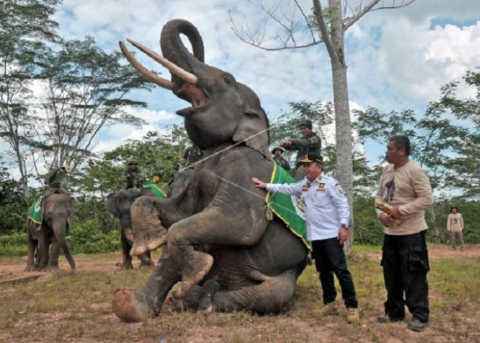 Ada Ratusan Gajah di Taman Nasional Bukit Tiga Puluh, Wisata dan Konservasi Gajah Sumatera Ada di Tebo