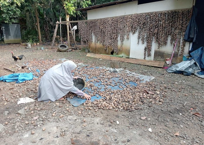 Harga Pinang di Tanjab Timur Naik, di Tengah Kondisi Buah Sedang Ngetrek