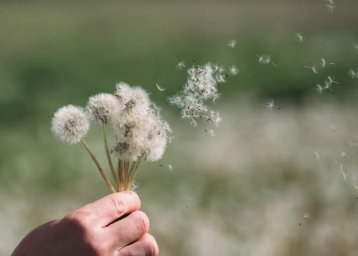 Ternyata Bunga Dandelion Memiliki Arti dan Filosofi, Diantaranya Melambangkan Keberanian