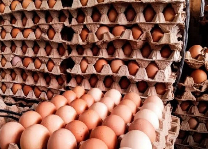 Jelang Ramadan, Harga Telur Melonjak di 210 Daerah, Papua Paling Mahal