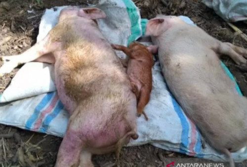 Ini Penyebabnya, 122 Ribu Ternak Babi di NTT Mati