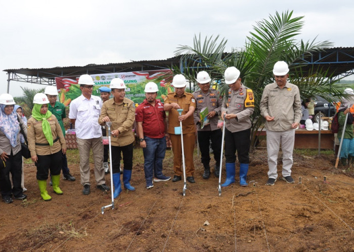 Sinar Mas Agribusiness and Food Dukung Pemerintah Tanam Jagung