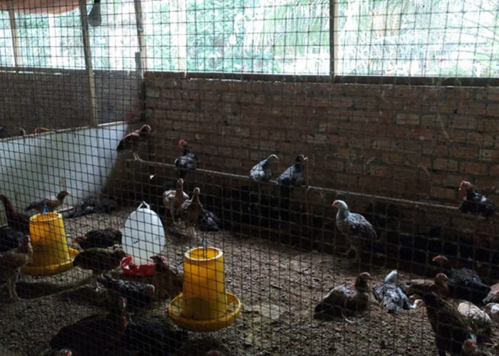 CSR SKK Migas-PetroChina Sukses Dongkrak Ekonomi Warga Muntialo Lewat Pengembangan Ayam Kampung Unggul KUB