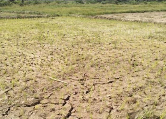 Kemarau Panjang, 72 Hektar Lahan Pertanian di Kabupaten Bungo Alami Kekeringan