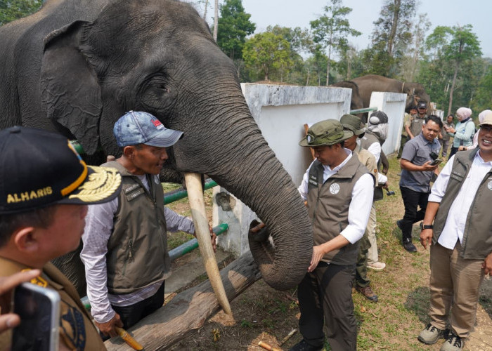 Gubernur Jambi Dampingi Menhut Tinjau Konservasi Gajah