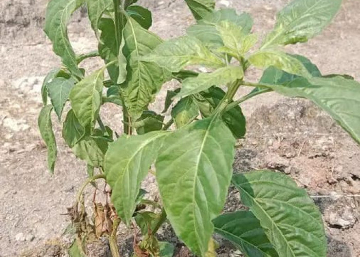 Musim Kemarau Ancam Produksi Hortikultura, Petani Tanjab Timur Tetap Optimistis Panen