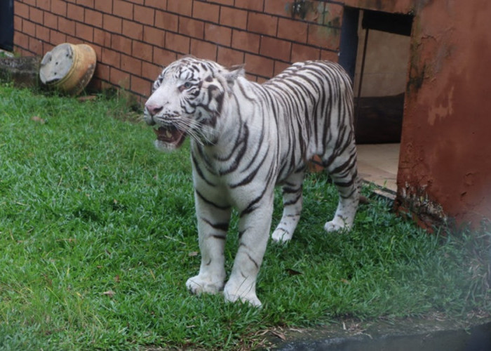 Wow! Ini Nama Harimau Benggala dan Singa Afrika yang Segera Huni Taman Rimba Jambi