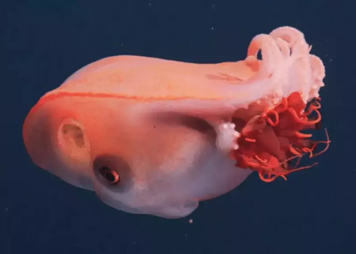 Wah! Penampakan Langka Cumi 7 Lengan Raksasa Terekam di Laut Dalam