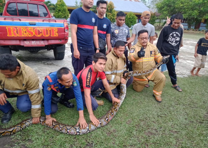 Petugas Damkar Bungo Tangkap Ular Piton Sepanjang 4,5 Meter di Perumahan Guru Dusun Babeko