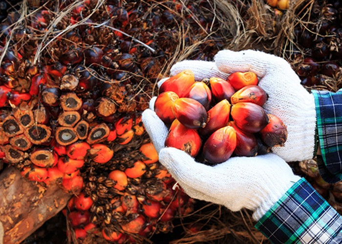 Kabar Gembira Petani Sawit Jambi! Harga Sawit Jambi Naik, Tembus Rp3.598 per Kilogram