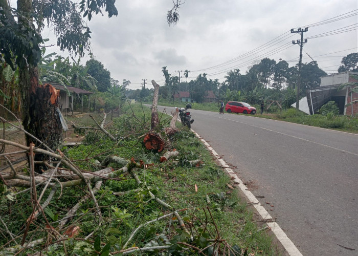 Berbahaya, Pohon Kering di Pinggir Jalan Raya, Kerap Dilanda Angin Kencang