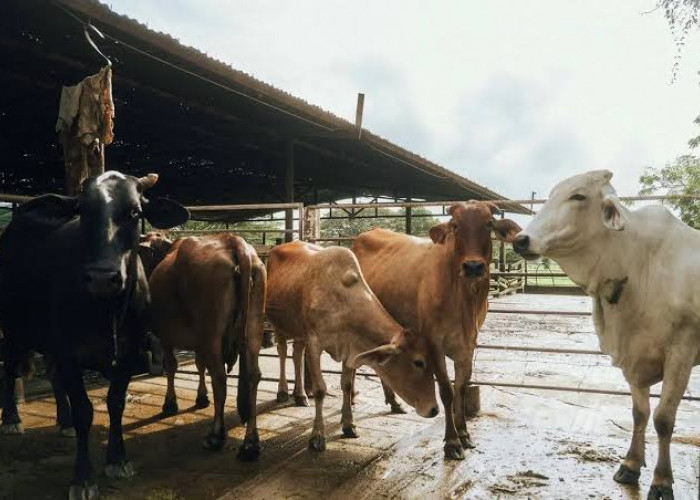 Harga Sapi Kurban di Muara Bulian Naik, Pedagang Sebut Permintaan Ukuran Besar Meningkat