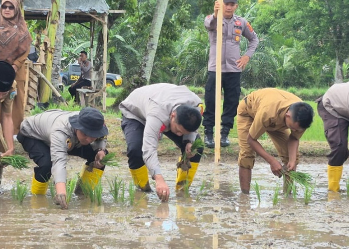 Buah Manis Polres Sarolangun Mengajak Warga Pertahankan Lahan Sawah, Demi Menjaga Ketahanan Pangan