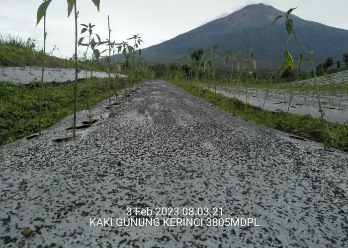Puluhan Hektar Tanaman Warga Tertutup Abu Vulkanik Gunung Kerinci 