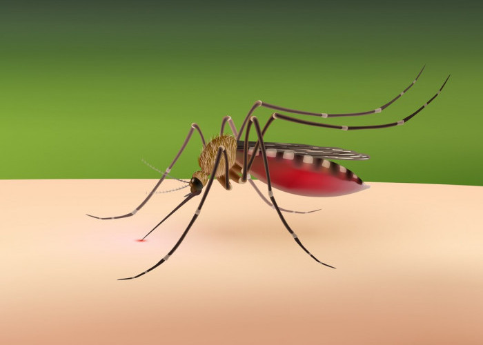 Ini Dia 4 Jenis Nyamuk yang Sering Membawa Penyakit di Indonesia